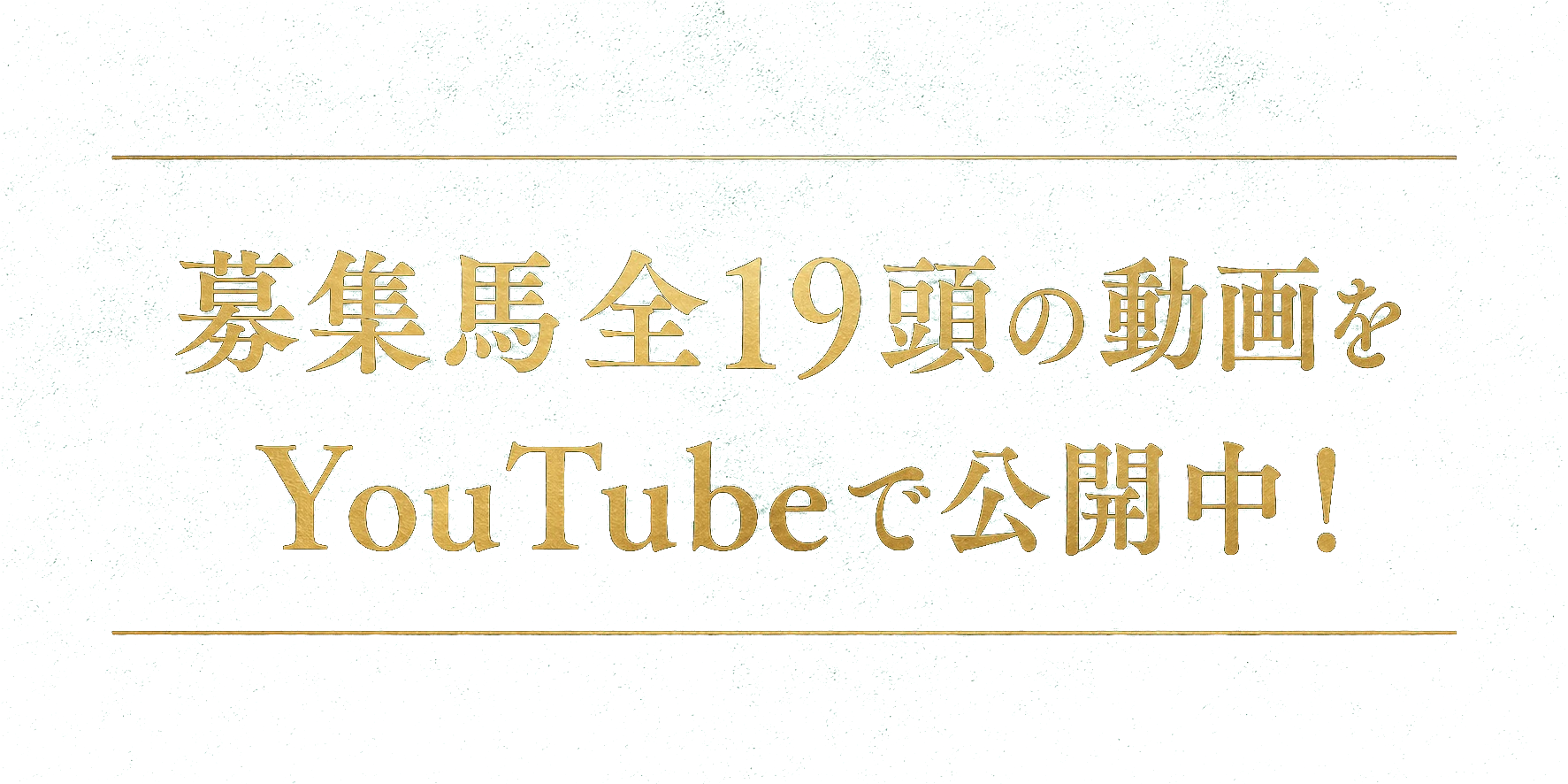 募集馬全19頭の動画をYouTubeで公開中！